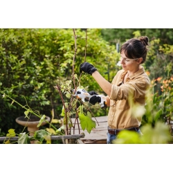 STIHL ψαλίδι κλαδέματος ASA 20 σε σετ